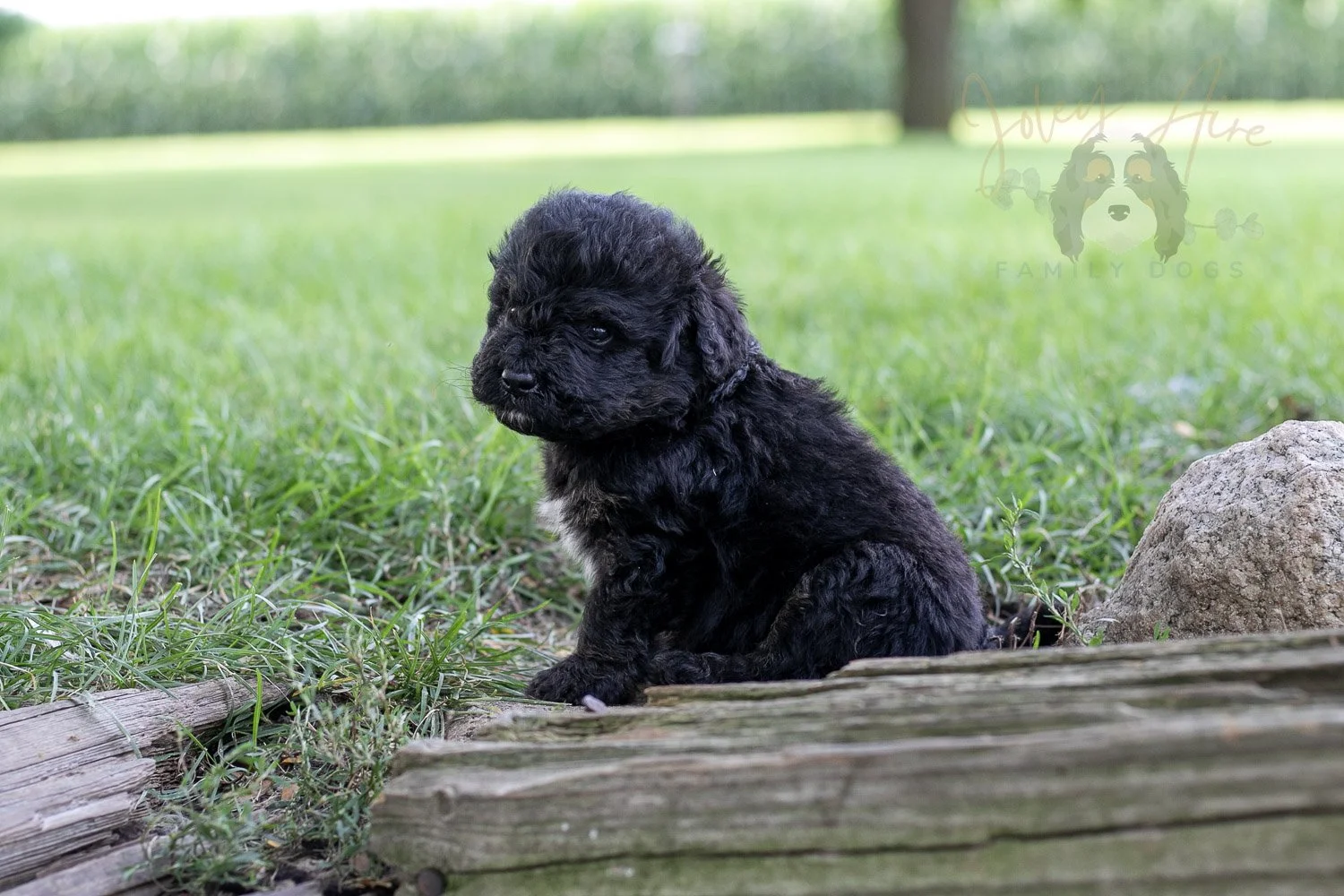 Andy Warhol Bernedoodle Puppy-166.jpg