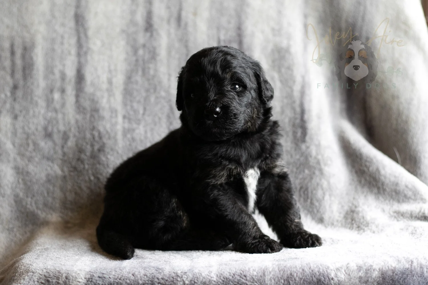 Andy Warhol Bernedoodle Puppy-124.jpg