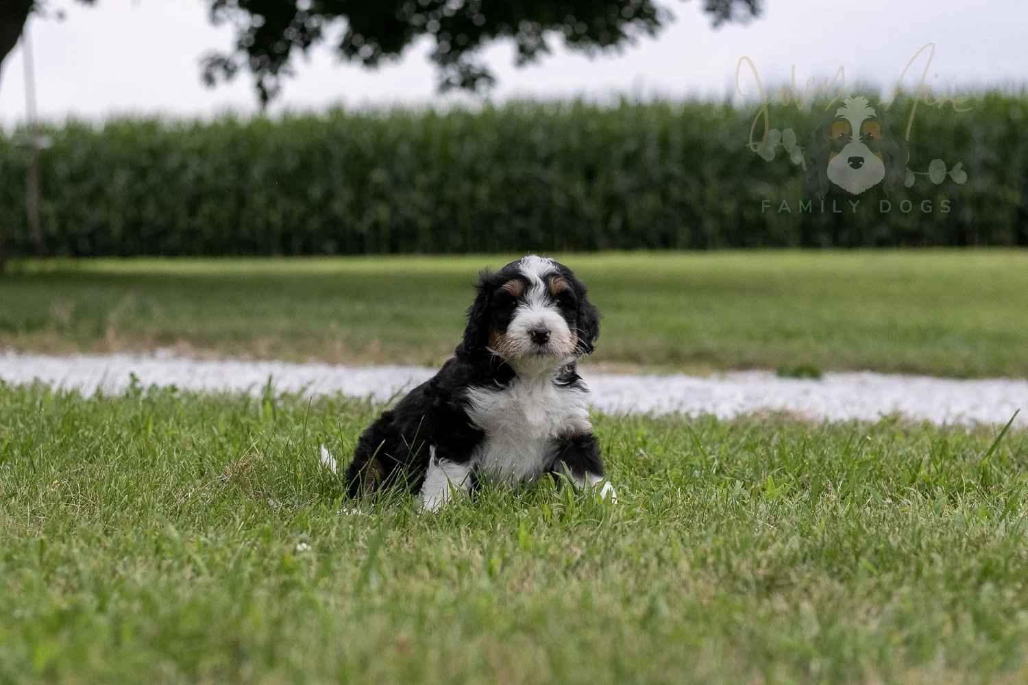 Zion Bernedoodle Puppy-18.jpg