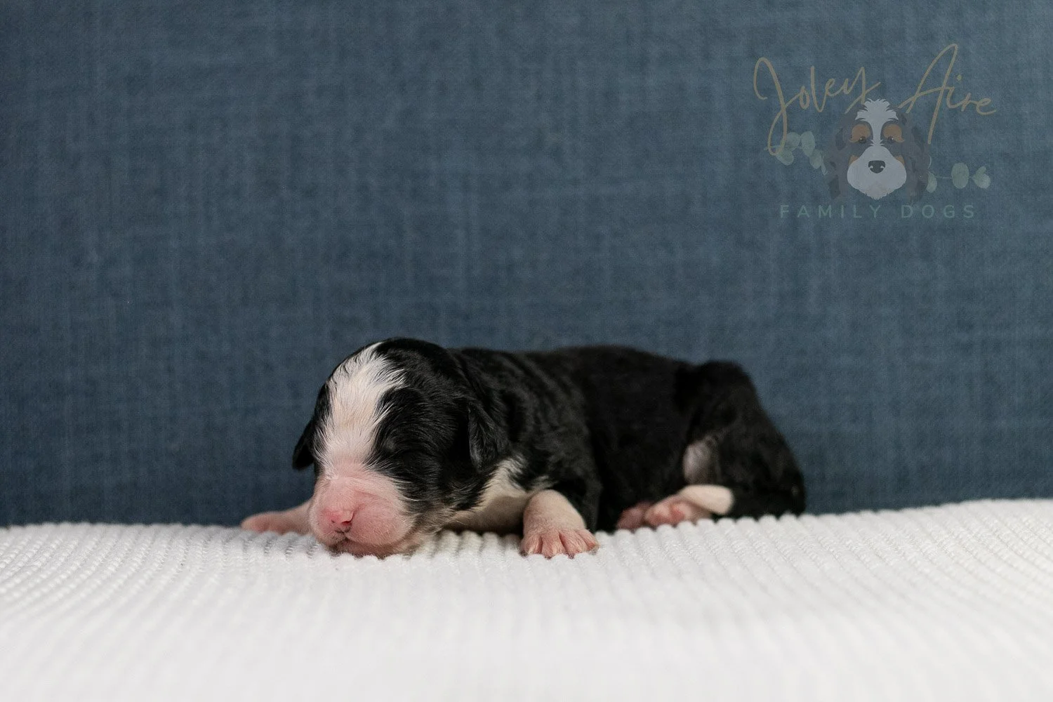 Auggie Bernedoodle Puppy-53.jpg