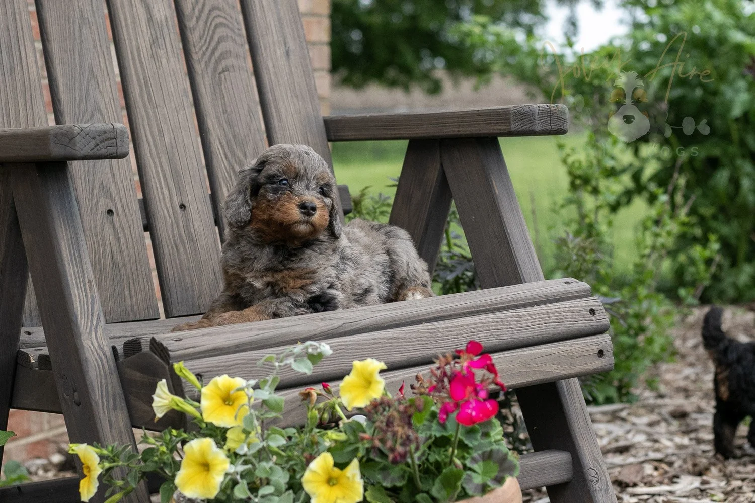 Flute Bernedoodle Puppy-11.jpg