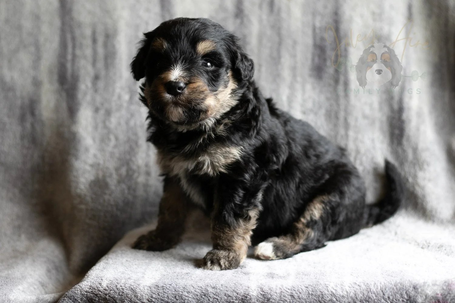 Da Vinci Bernedoodle Puppy-163.jpg