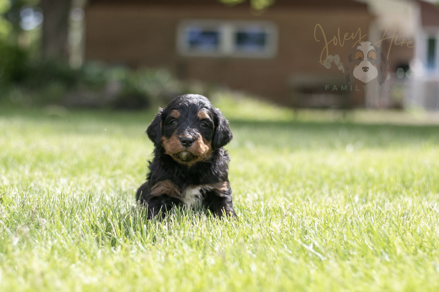 Banjo Bernedoodle Puppy-32.jpg