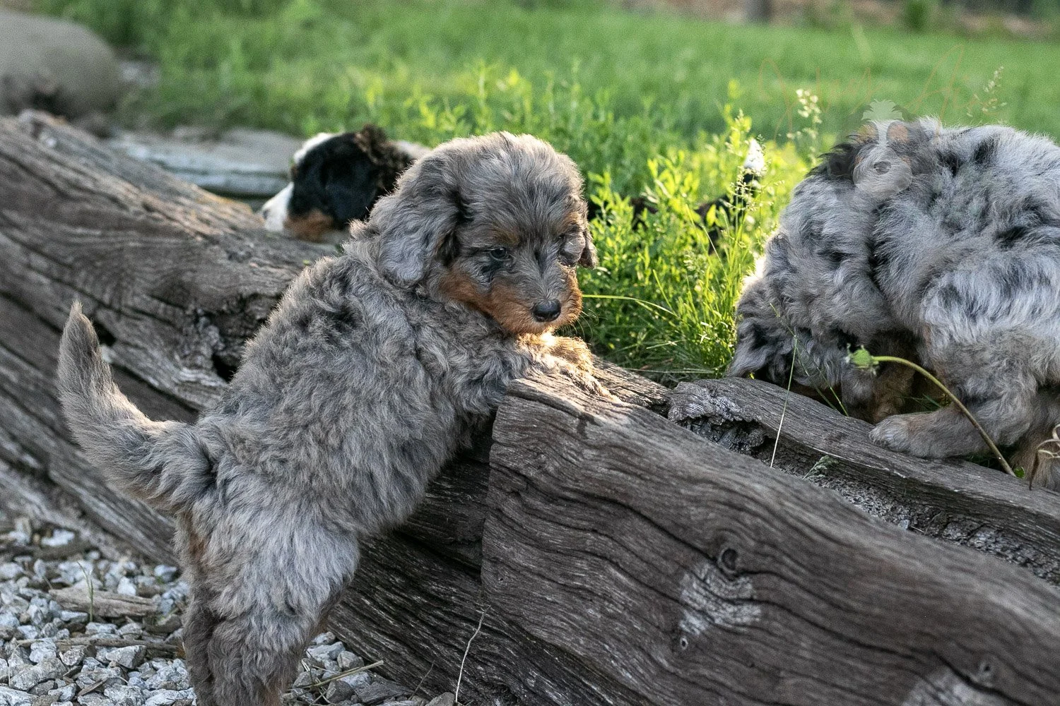 Flute Bernedoodle Puppy-8.jpg