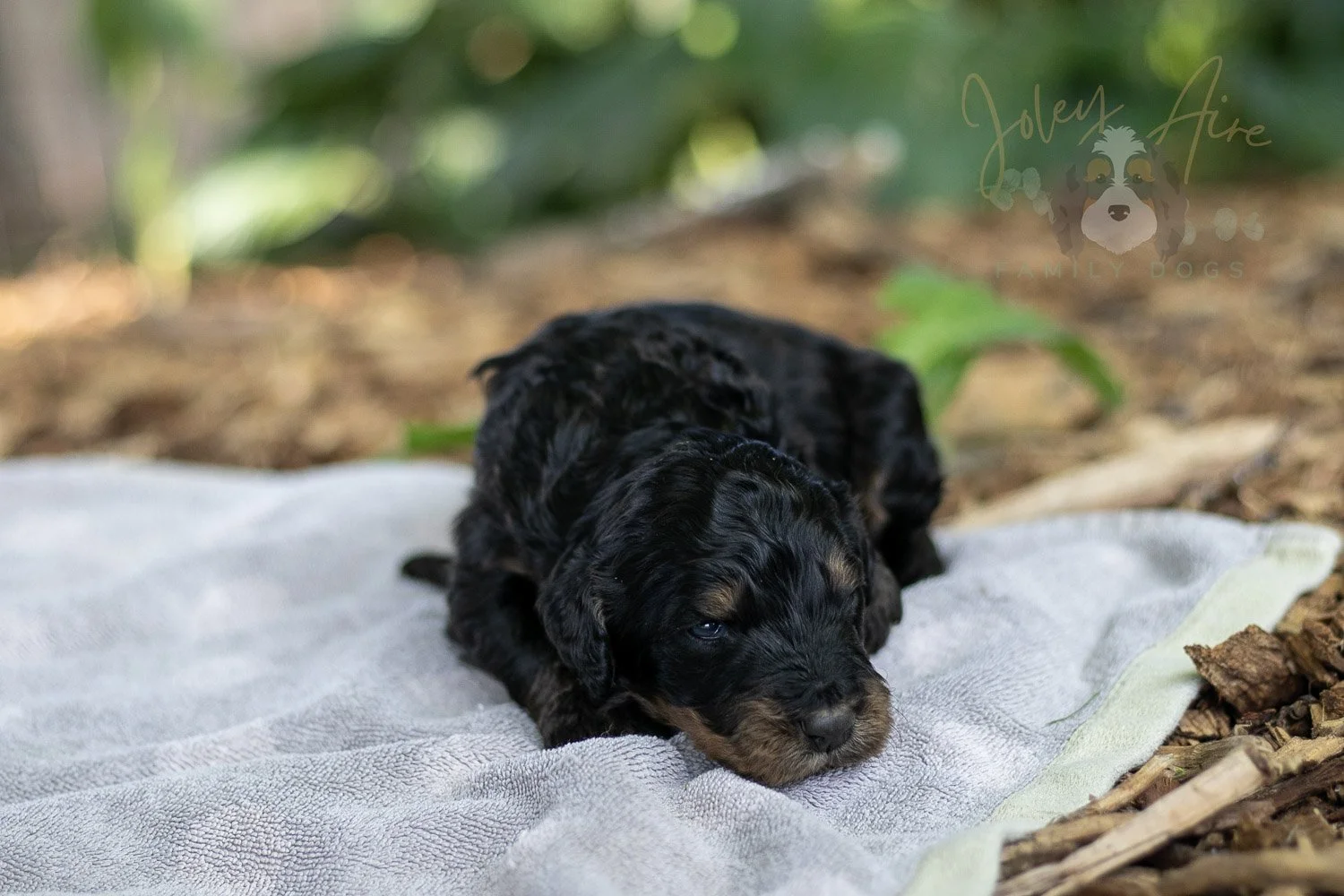Bryce Bernedoodle Puppy-144.jpg