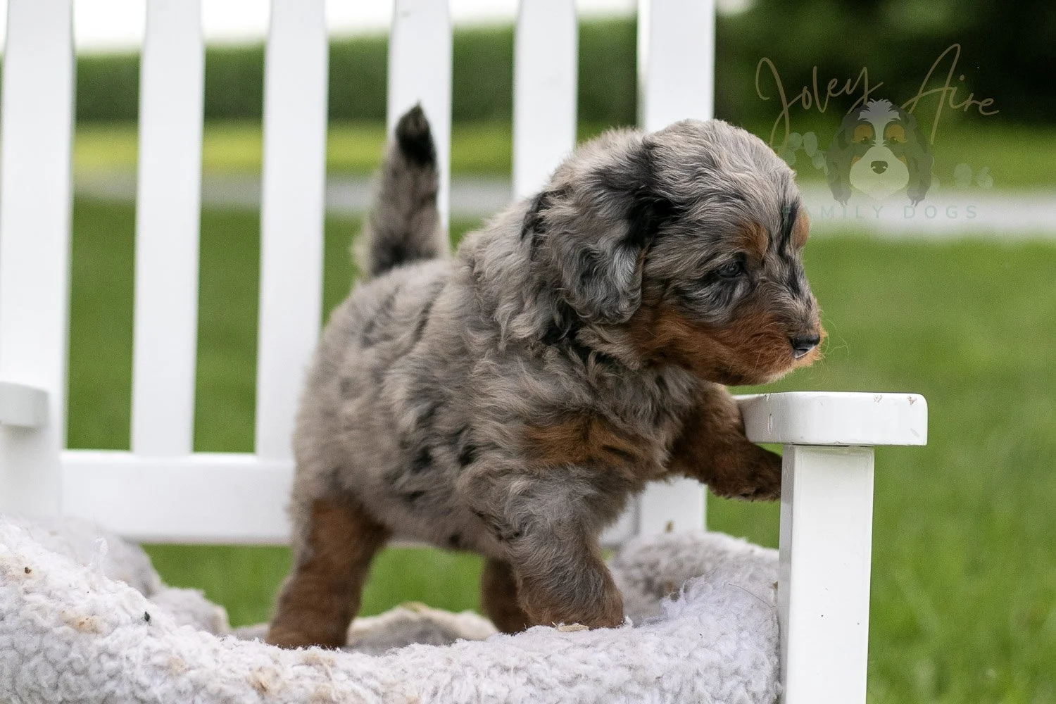 Marrila Cuthbert Bernedoodle Puppy-950.jpg