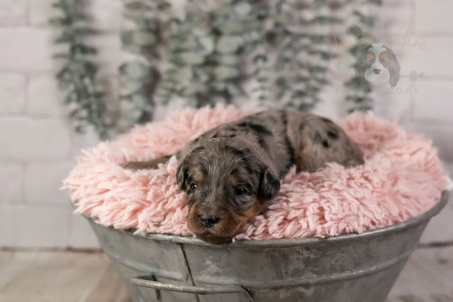 Ukelele Bernedoodle Puppy-2.jpg