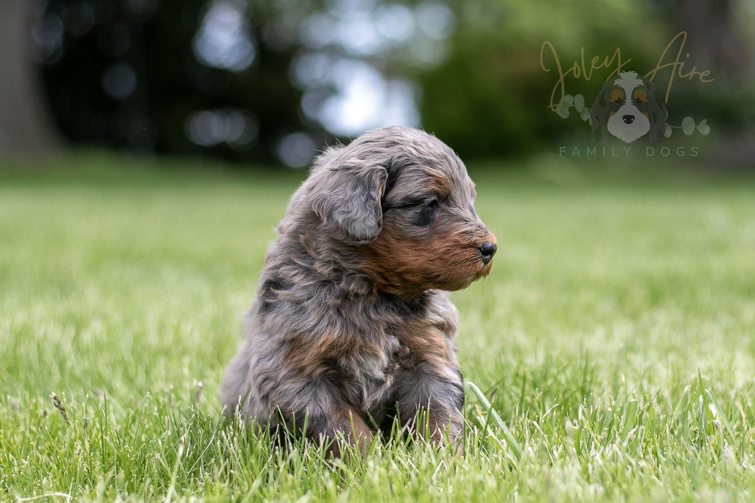 Flute Bernedoodle Puppy-32.jpg