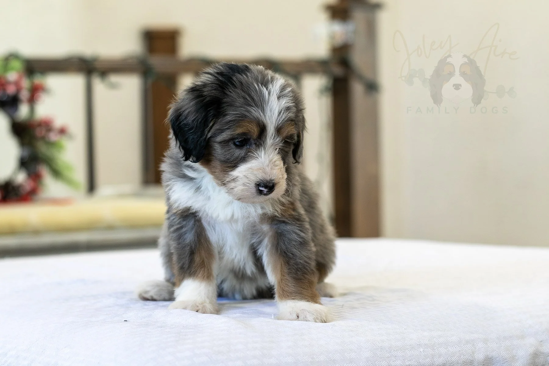 Fuji Bernedoodle Puppy-12.jpg