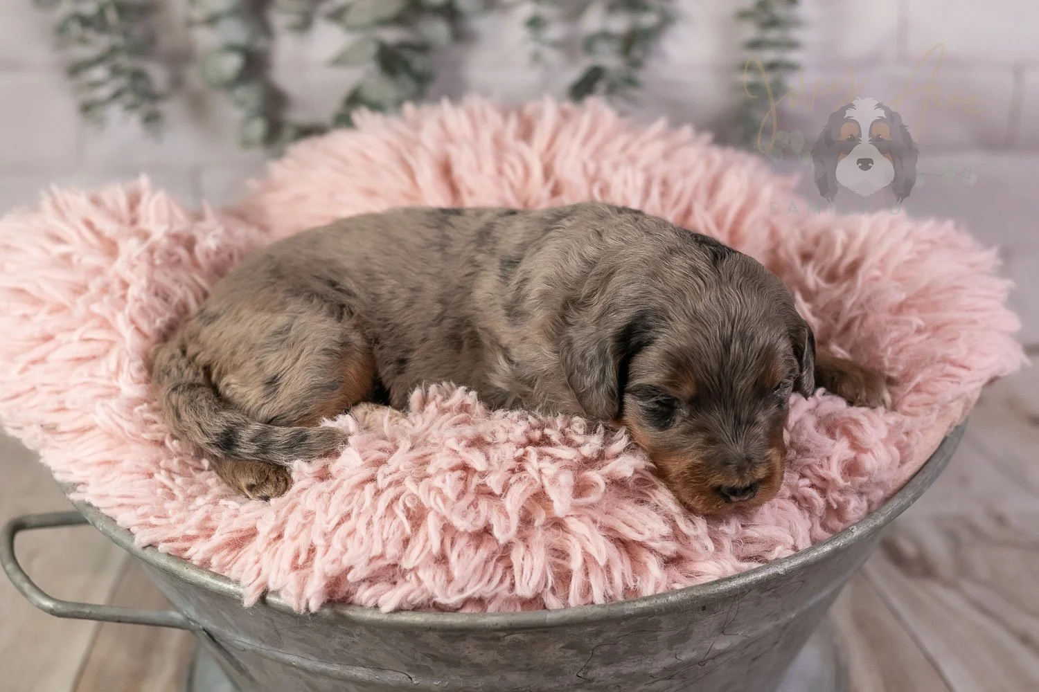 Flute Bernedoodle Puppy-30.jpg