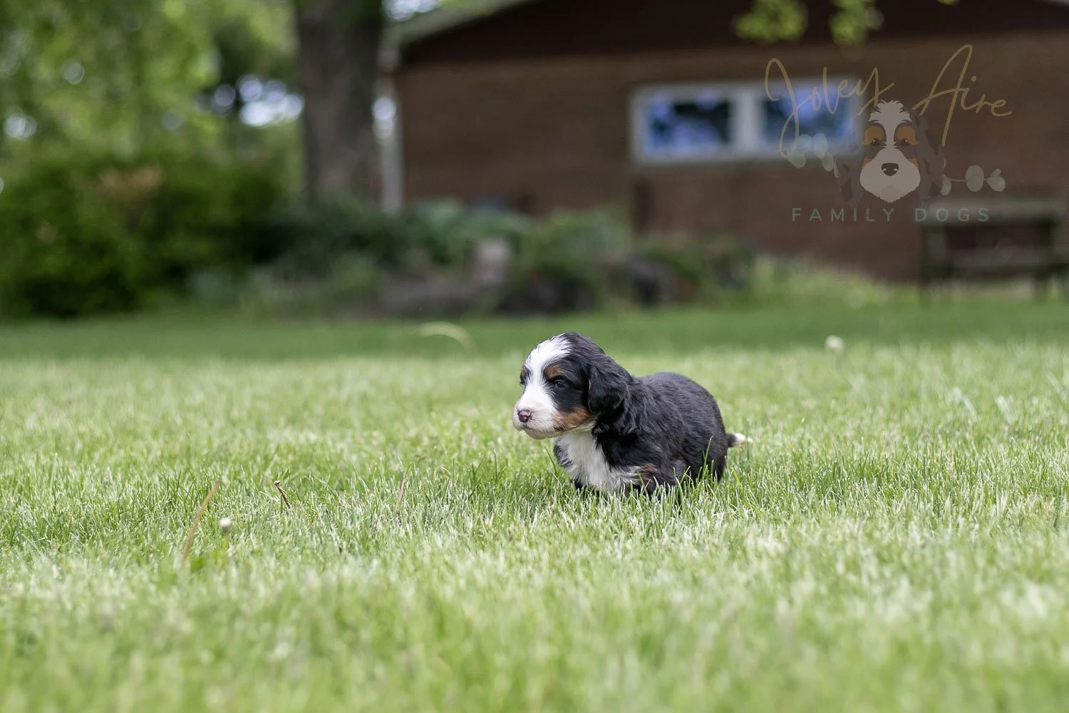 Harmonica Bernedoodle Puppy-27.jpg