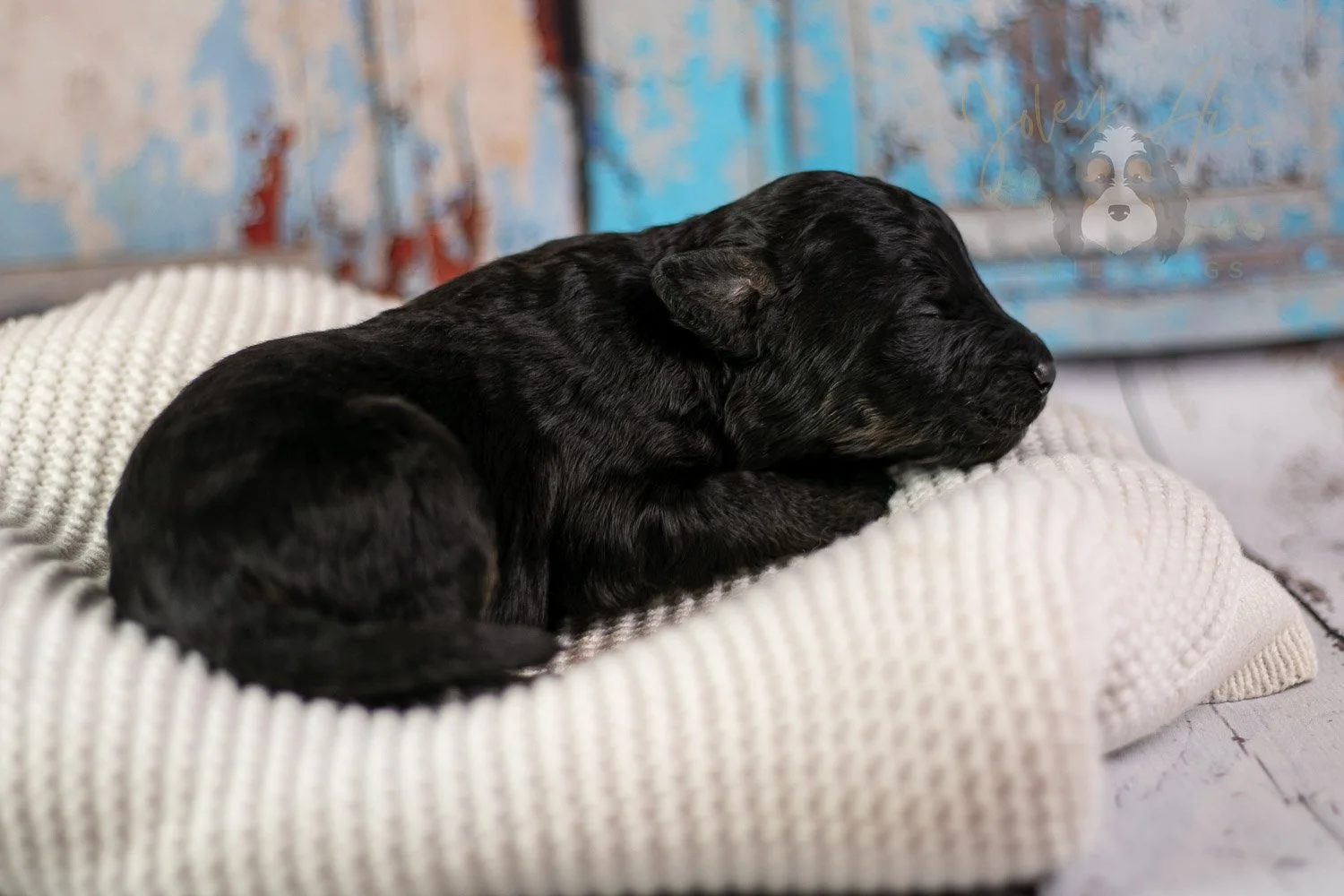 Andy Warhol Bernedoodle Puppy-211.jpg