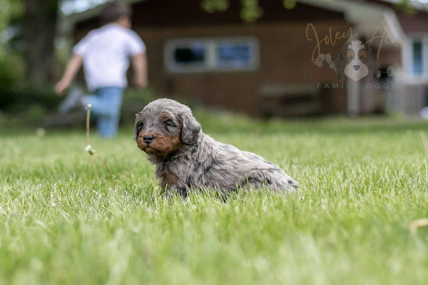 Flute Bernedoodle Puppy-38.jpg