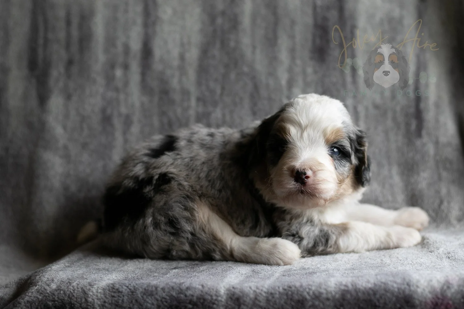 Pablo Picasso Bernedoodle Puppy-107.jpg