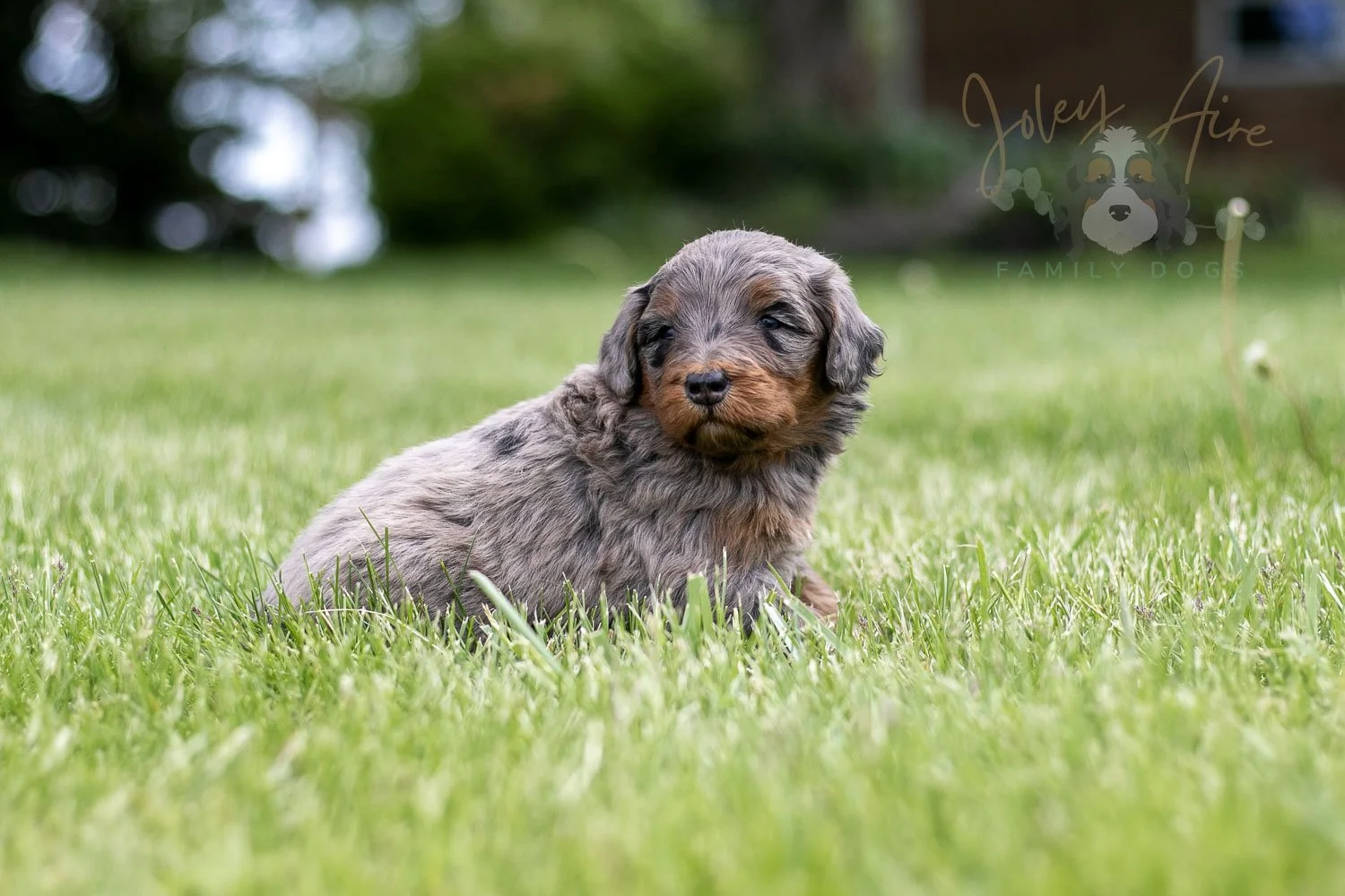 Flute Bernedoodle Puppy-47.jpg