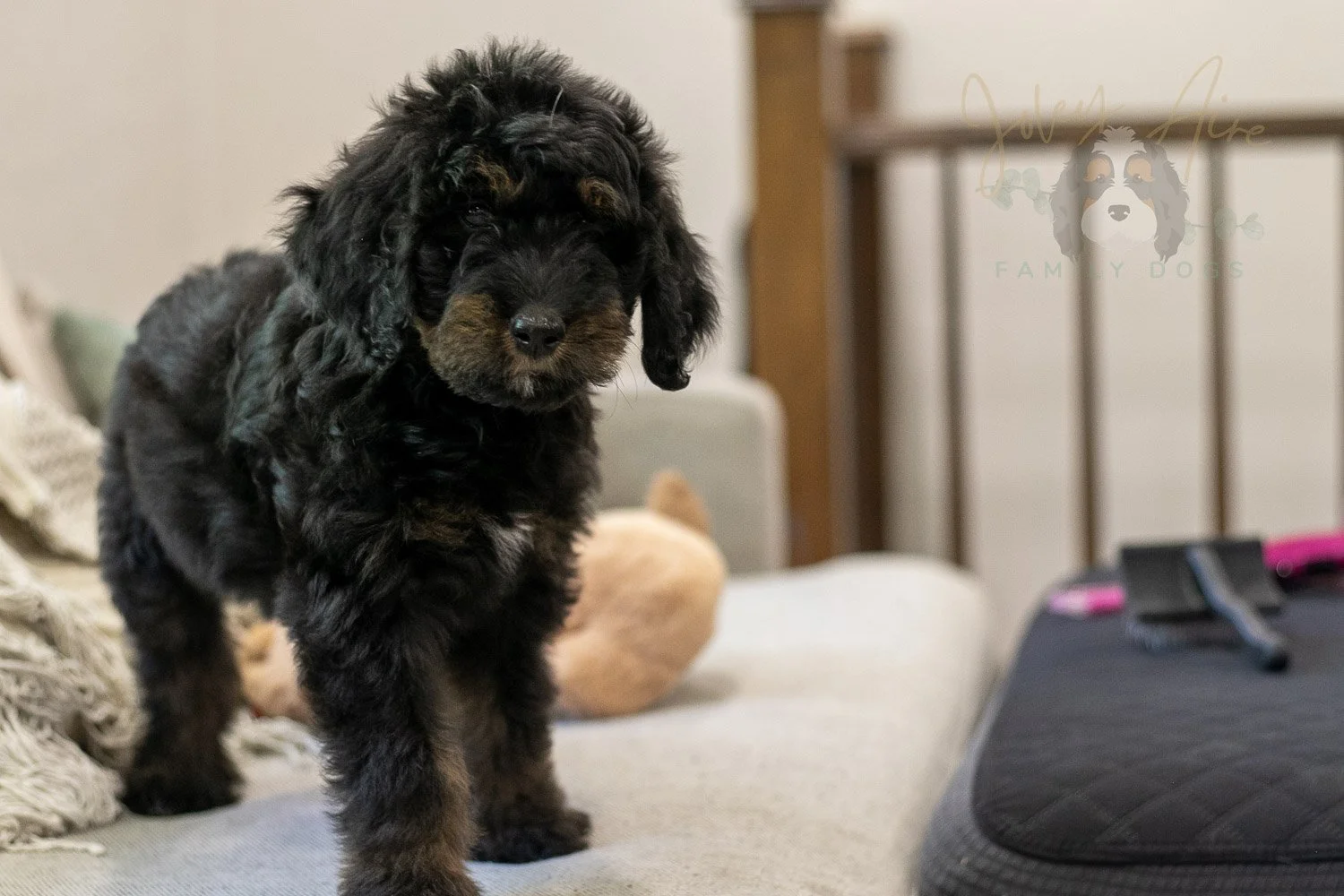 Olympic Bernedoodle Puppy-455.jpg