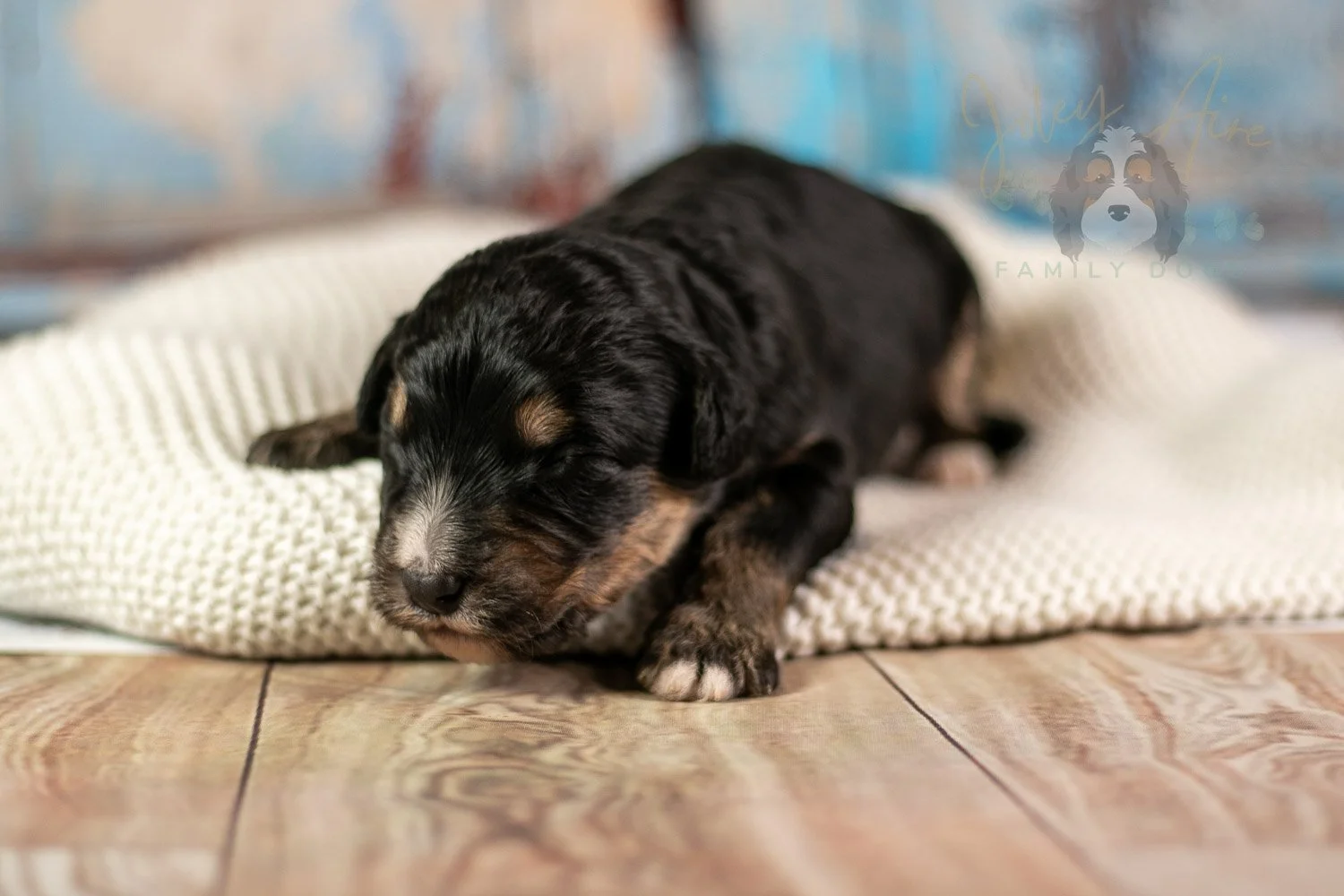 Da Vinci Bernedoodle Puppy-176.jpg