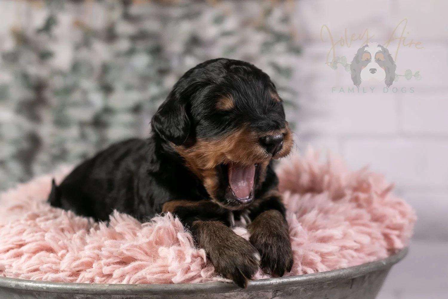 Guitar Bernedoodle Puppy-24.jpg
