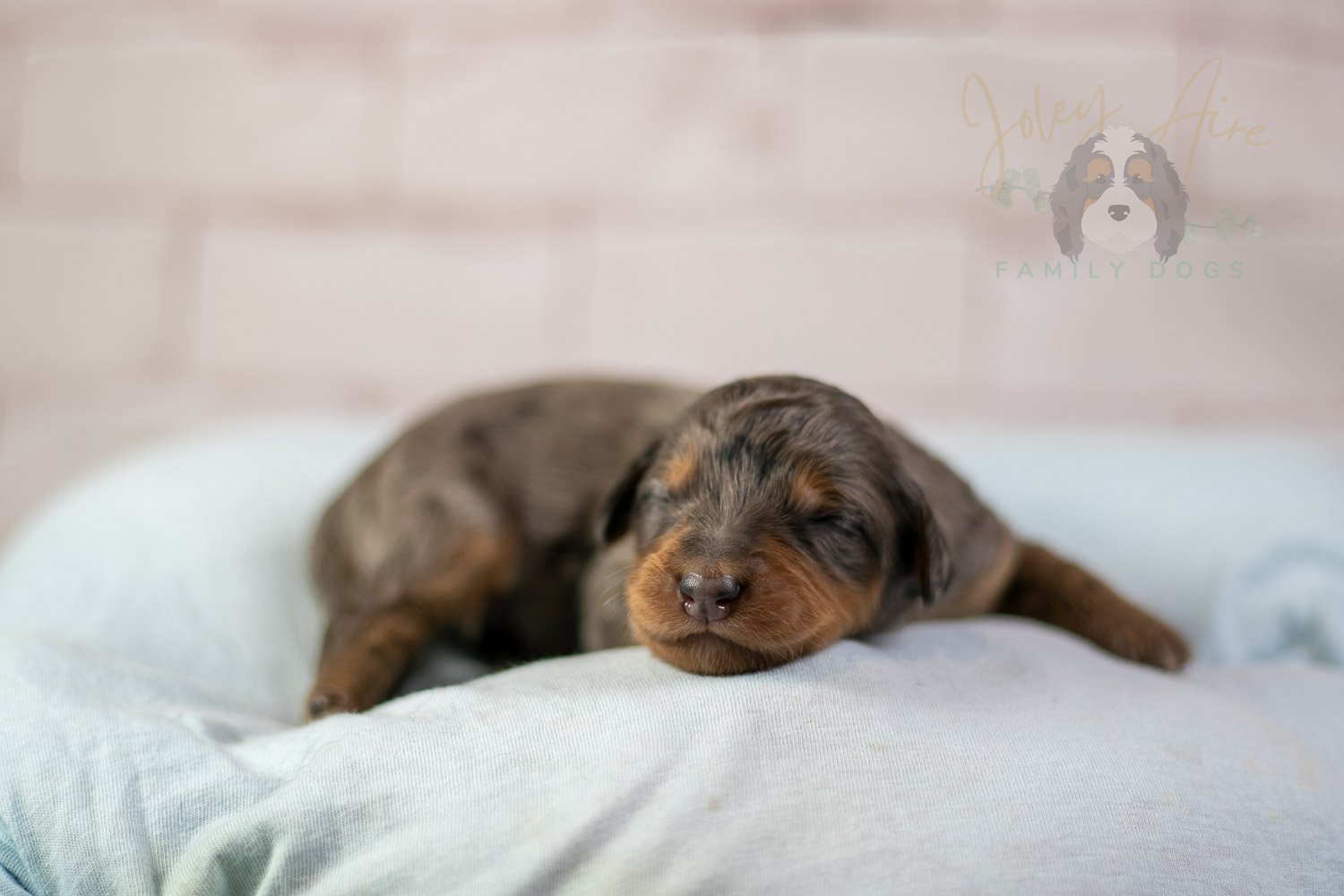 Josie Pye Bernedoodle Puppy-58.jpg