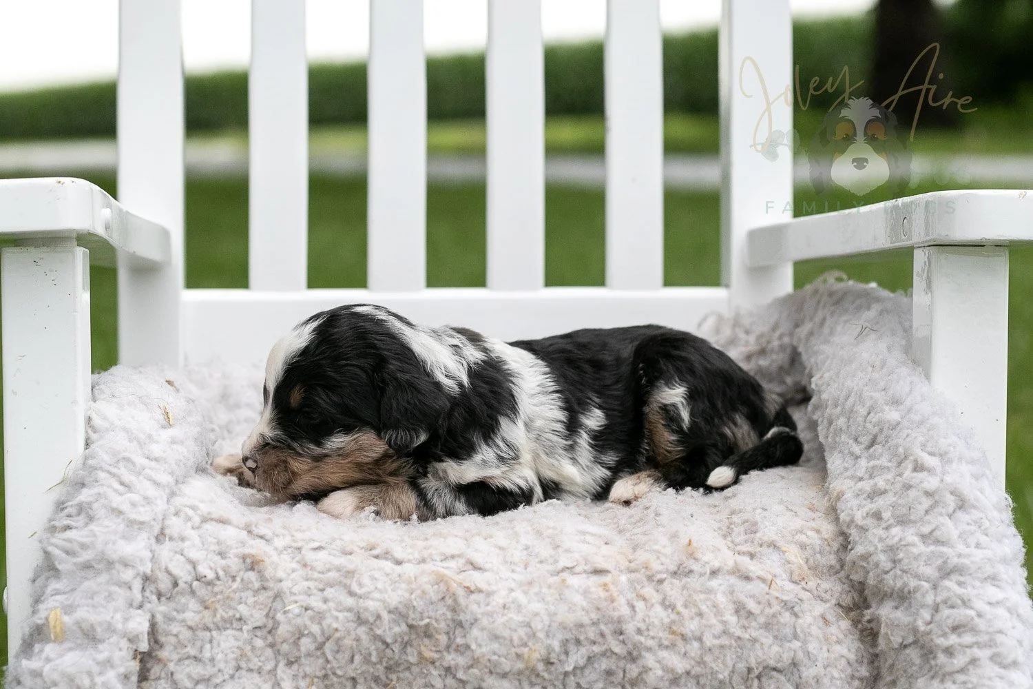 Artemisia Bernedoodle Puppy-663.jpg