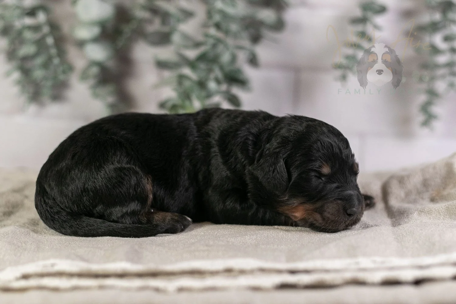 Piano Bernedoodle Puppy-4.jpg
