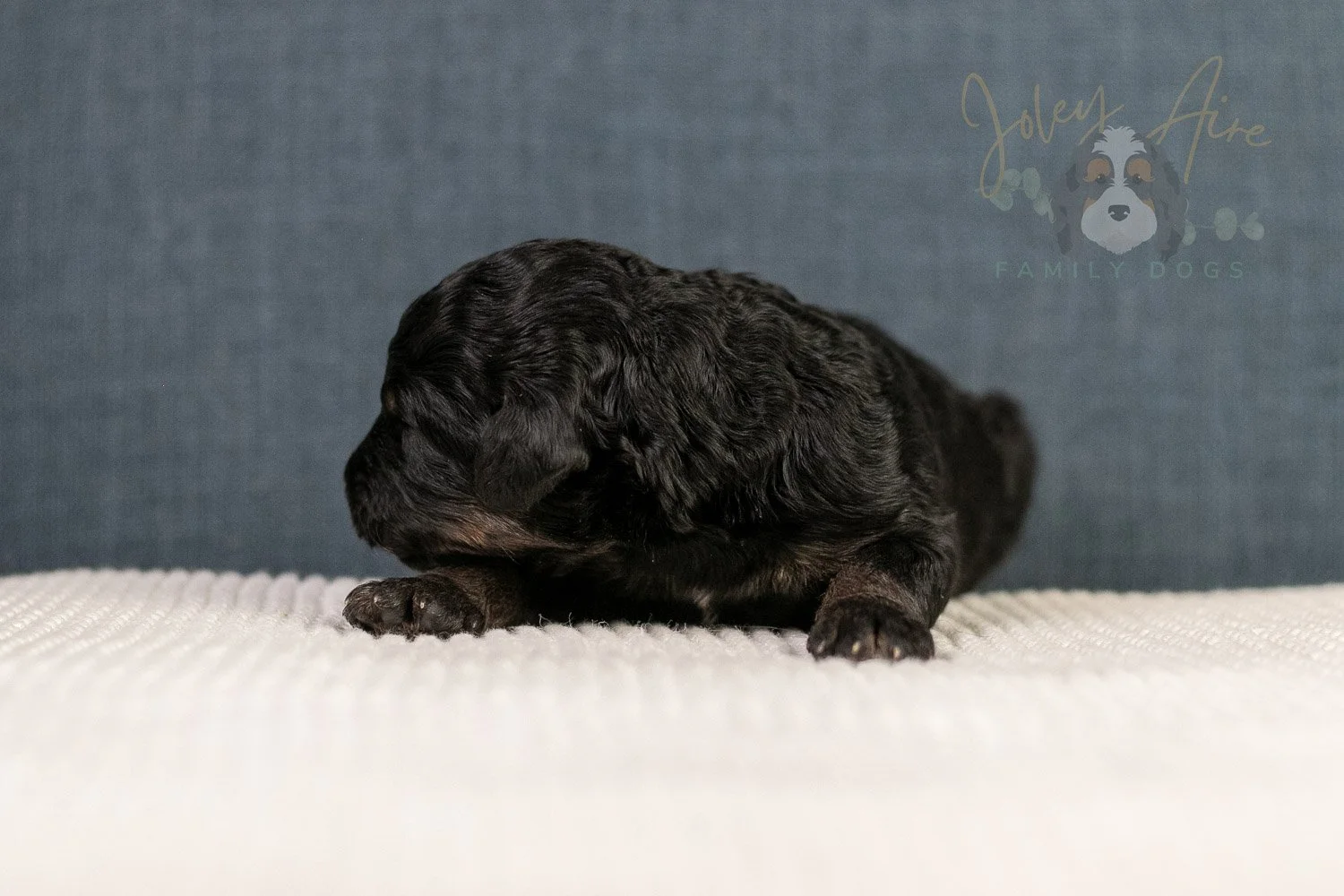 Amy Bernedoodle Puppy-106.jpg