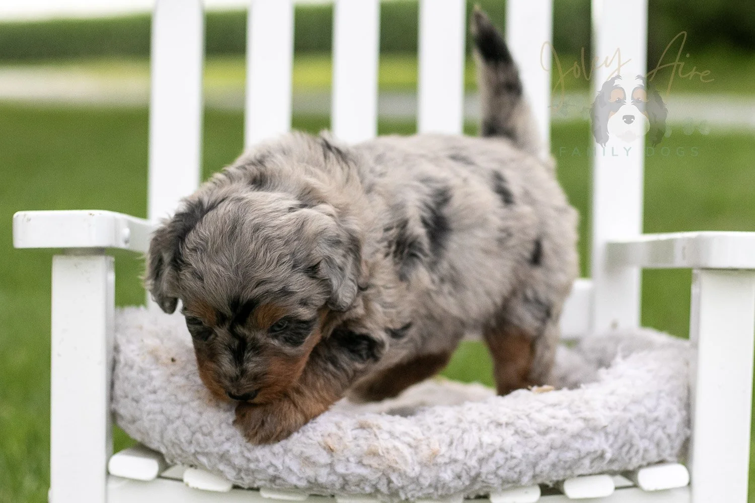 Marrila Cuthbert Bernedoodle Puppy-945.jpg