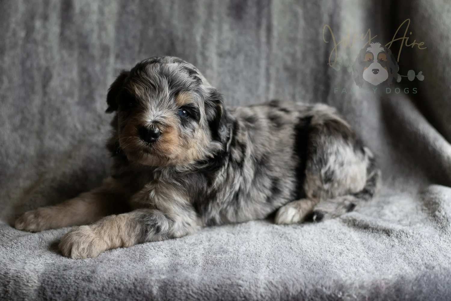 Mary Cassatt Bernedoodle Puppy-174.jpg