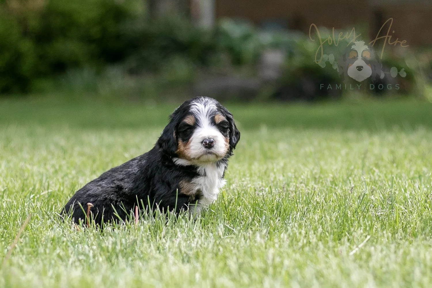 Trumpet Bernedoodle Puppy-21.jpg