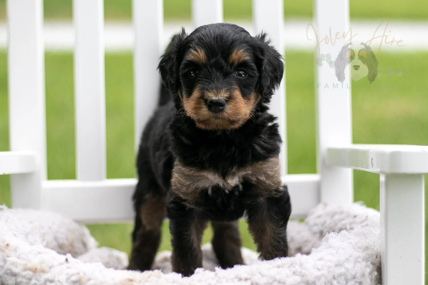 Mini Mae Bernedoodle Puppy-1015.jpg