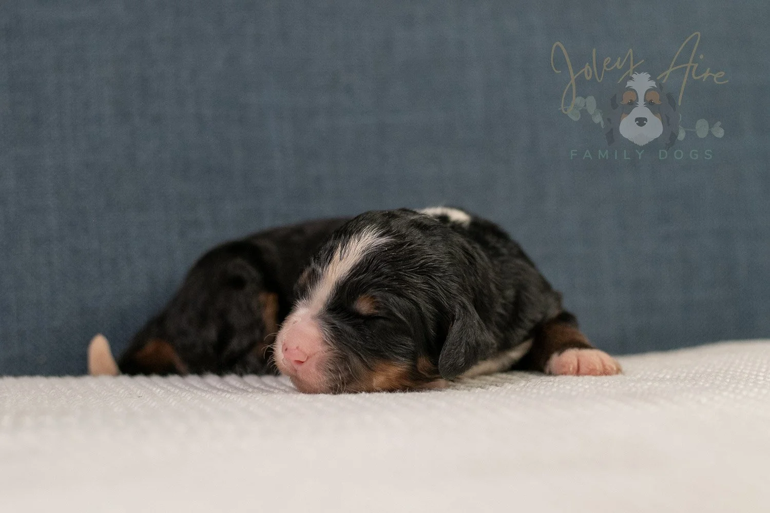 Ashley Bernedoodle Puppy-19.jpg