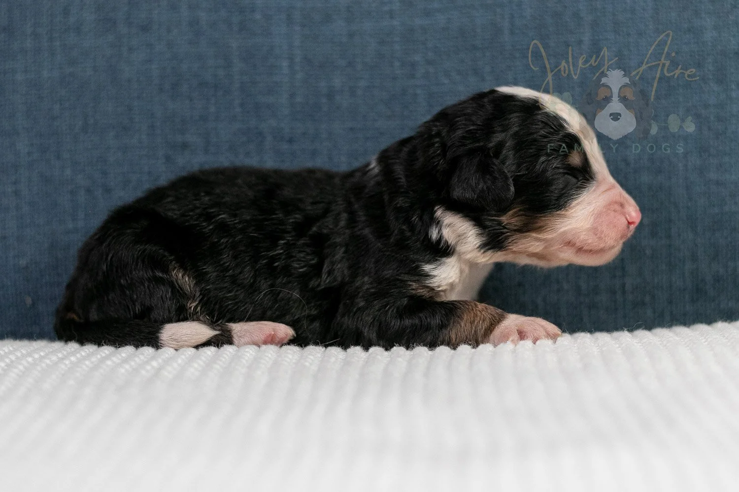 Archer Bernedoodle Puppy-78.jpg