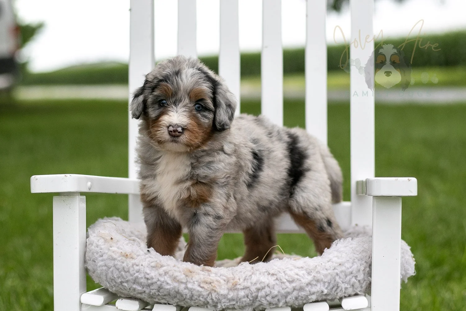 Rachel Lynde Bernedoodle Puppy-1003.jpg