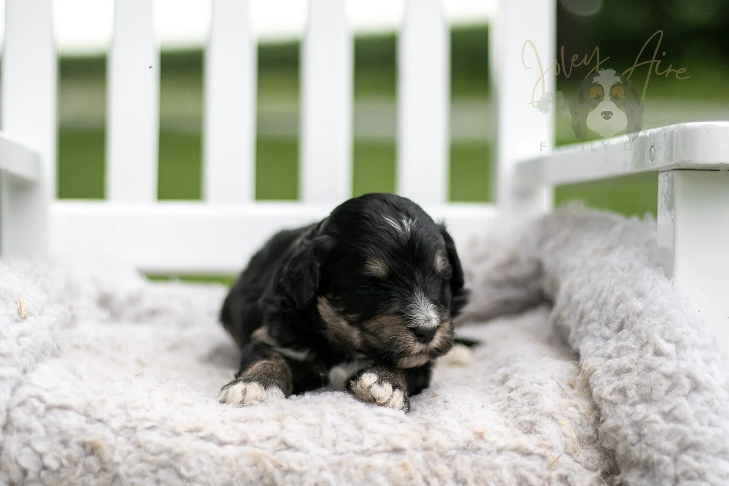 Georgia O'Keefe Bernedoodle Puppy-681.jpg