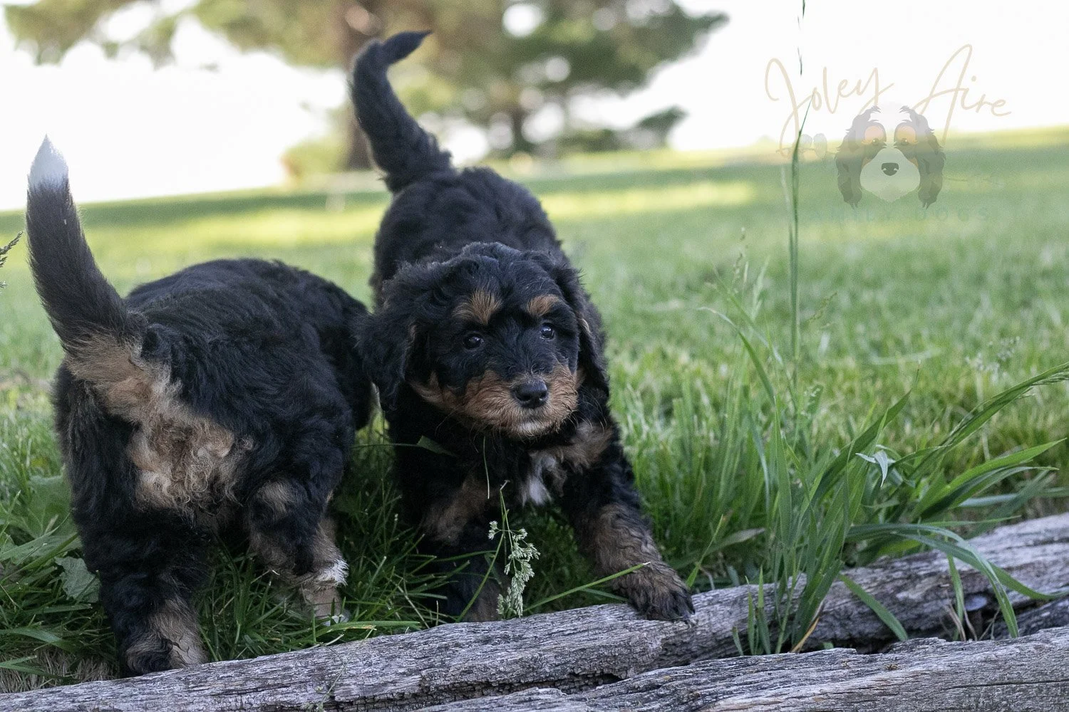 Guitar Bernedoodle Puppy-10.jpg