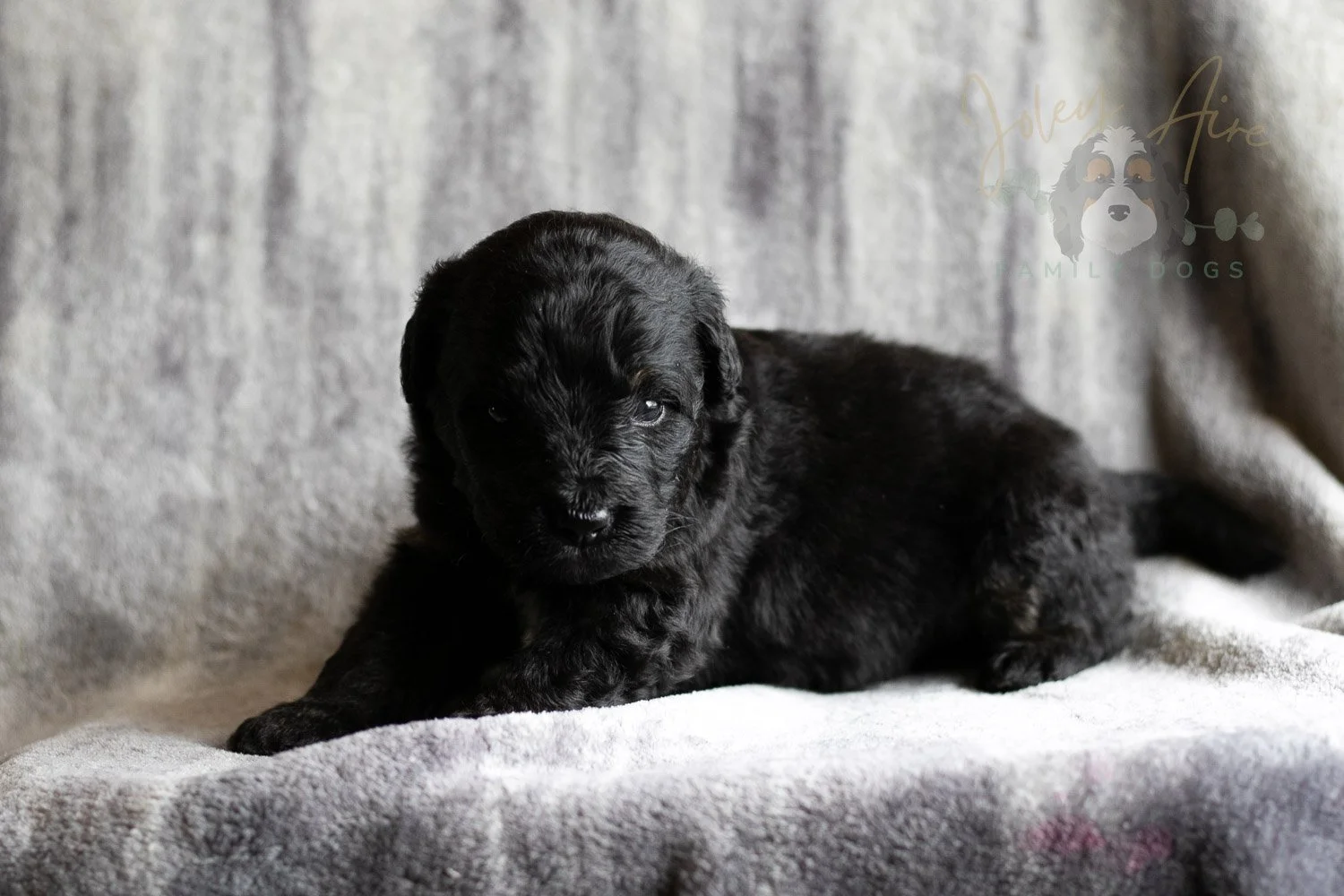 Andy Warhol Bernedoodle Puppy-127.jpg