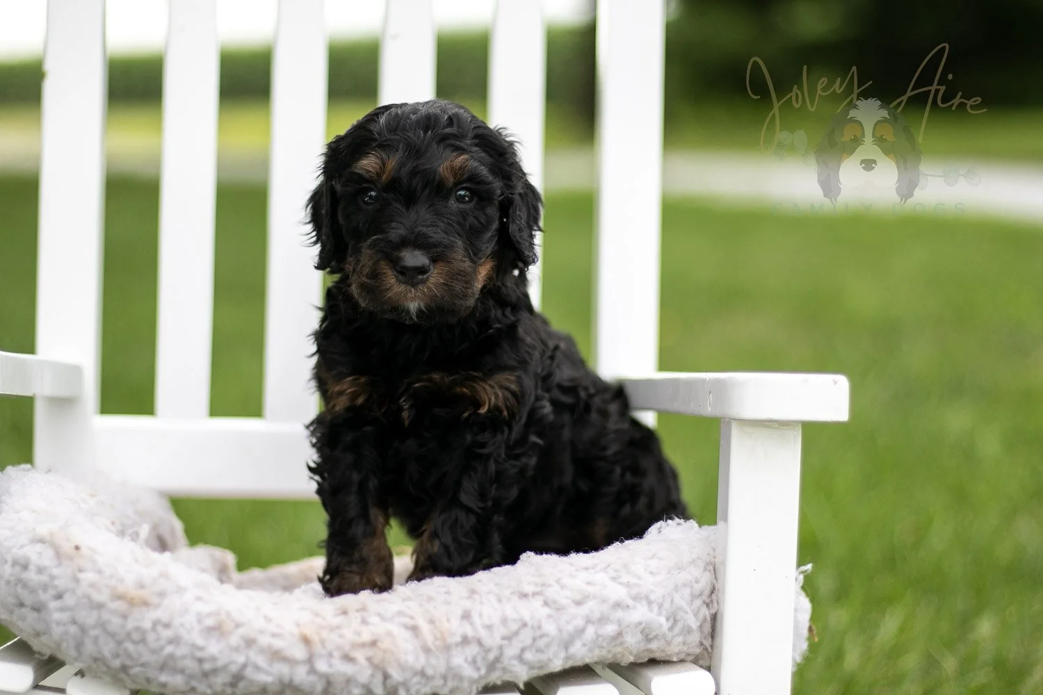 Denali Bernedoodle Puppy-851.jpg