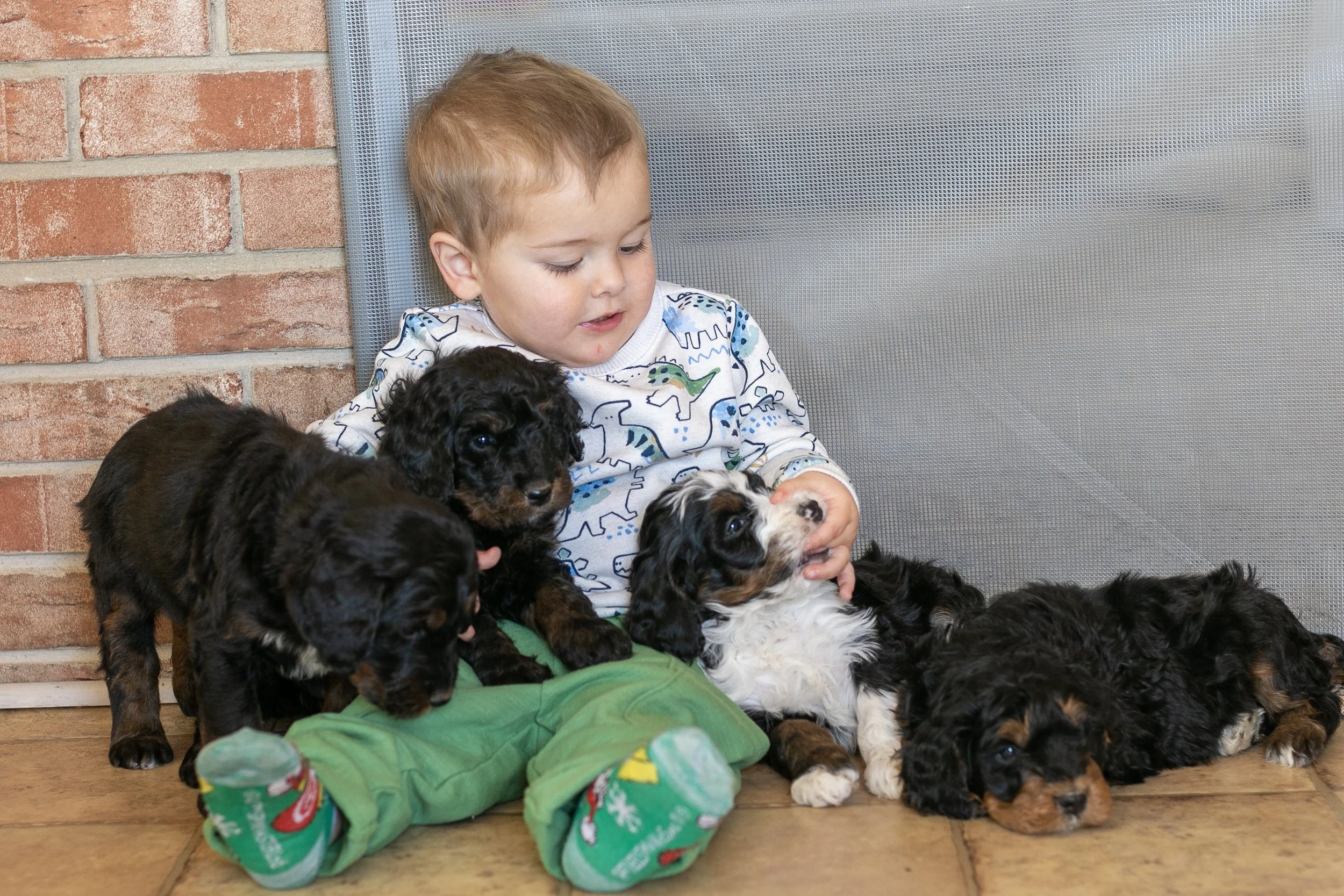 Whole Litter Disney Princess Litter-13.jpg