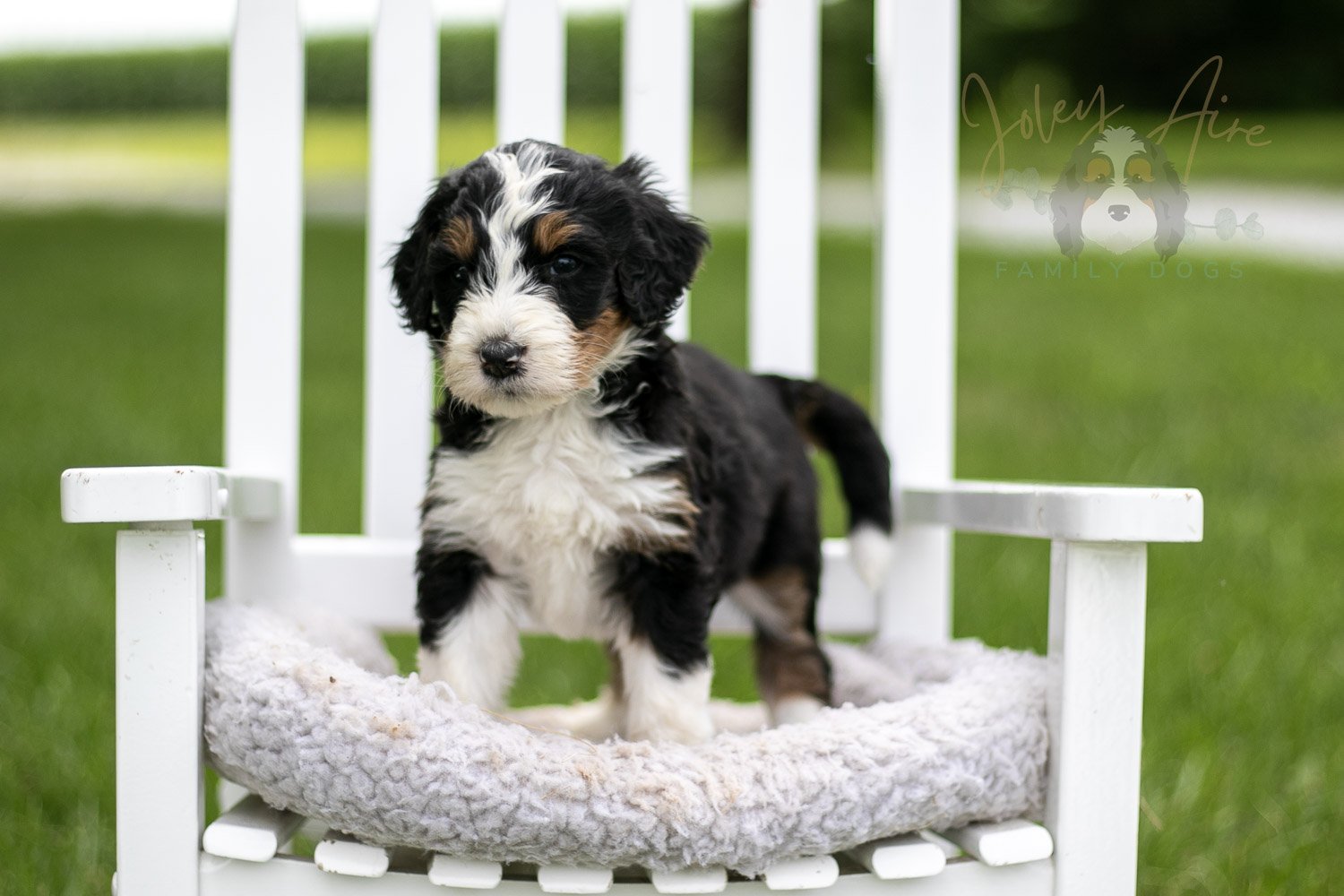 Zion Bernedoodle Puppy-824.jpg