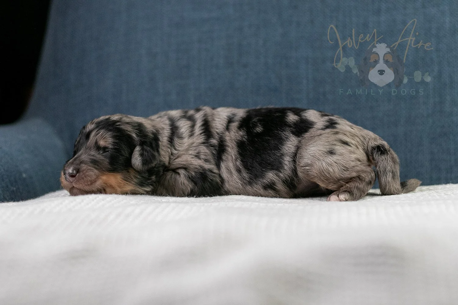 Adam Bernedoodle Puppy-42.jpg