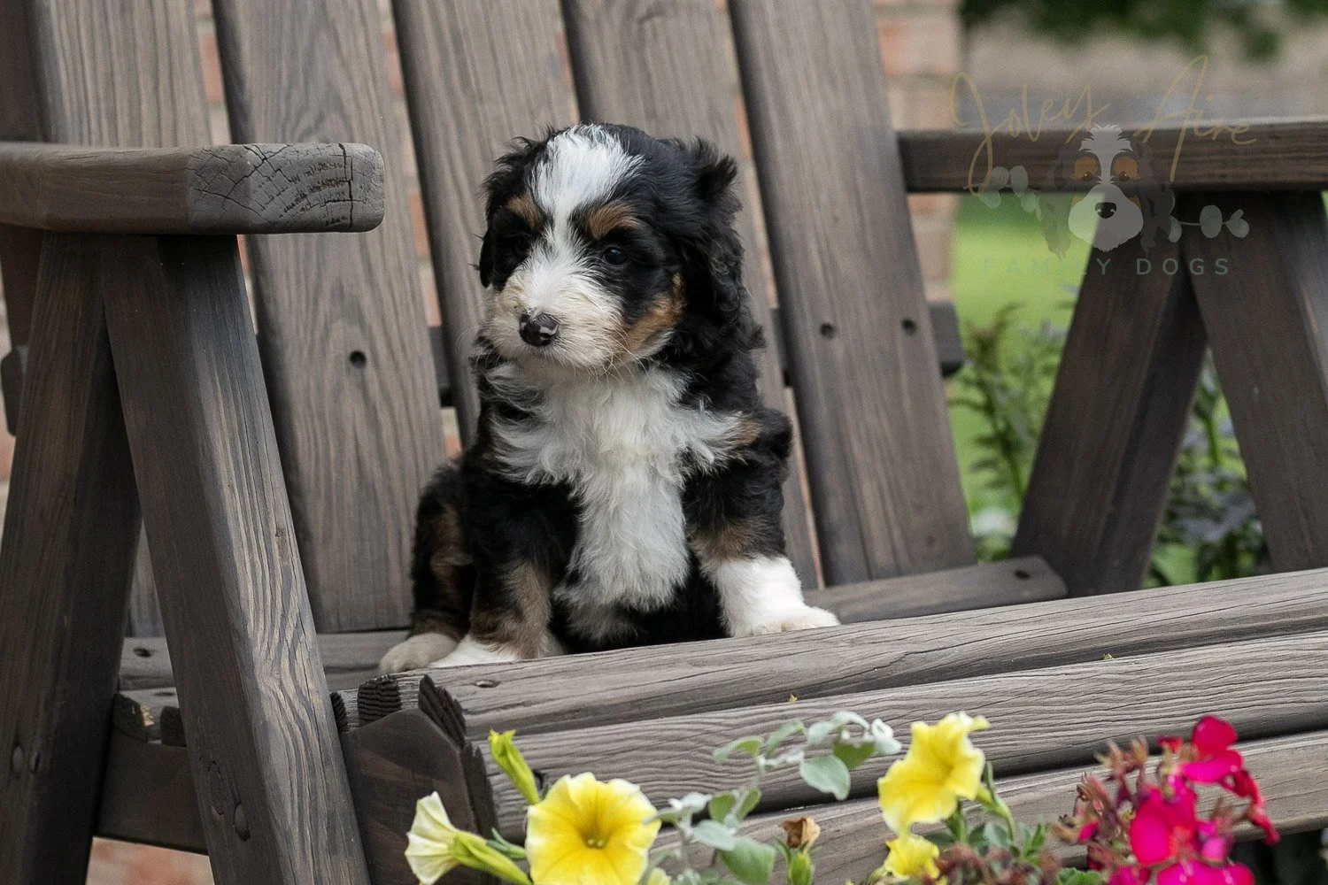Harmonica Bernedoodle Puppy-7.jpg