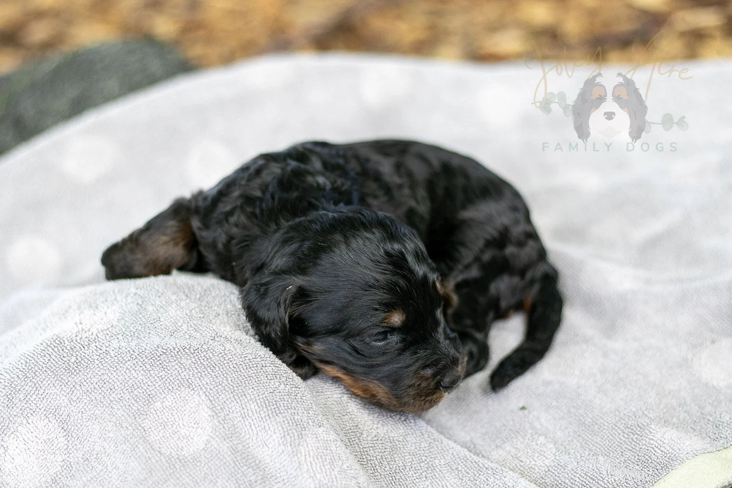Denali Bernedoodle Puppy-112.jpg