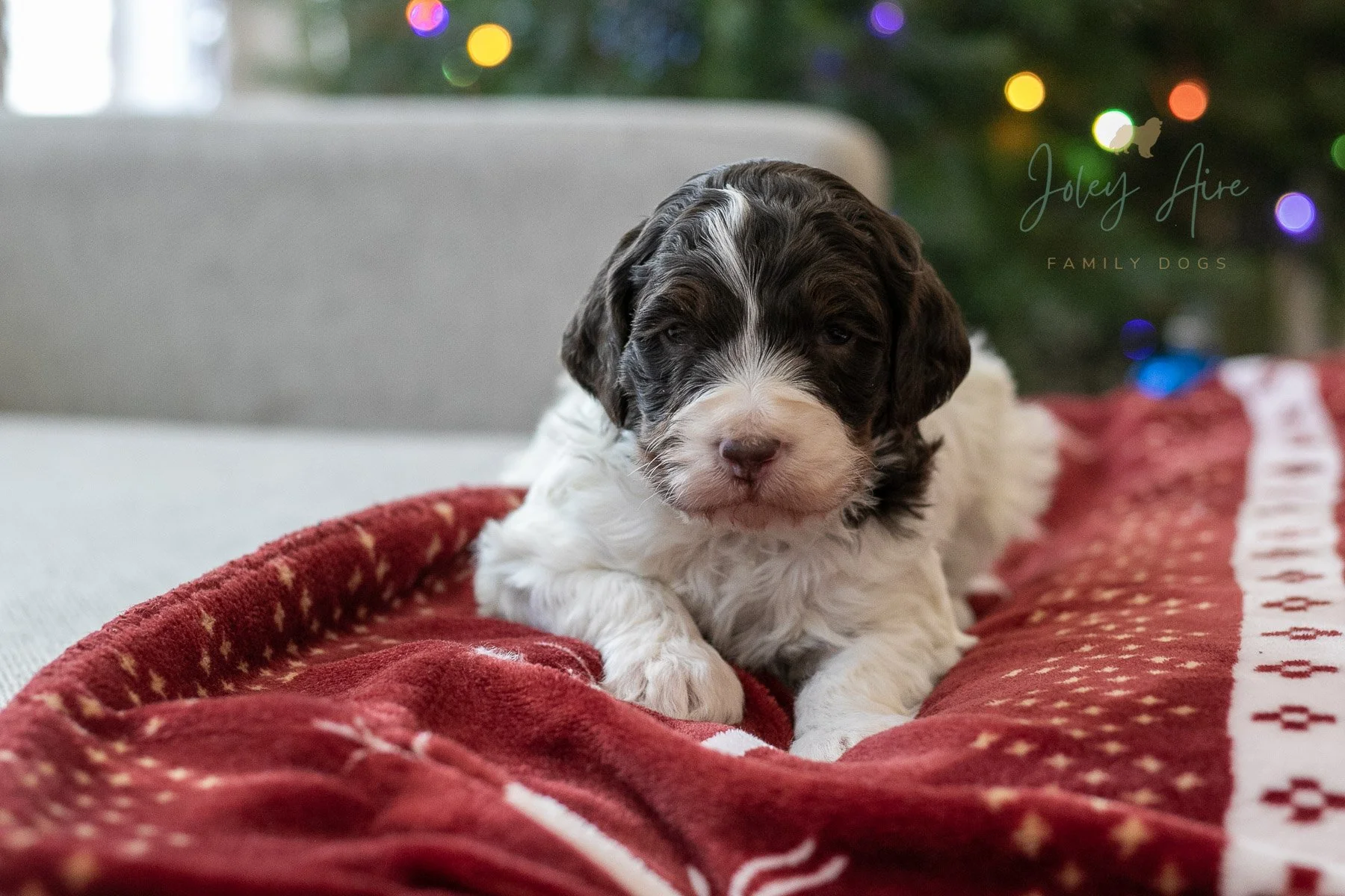 Gandalf - Chocolate Parti Bernedoodle Puppy