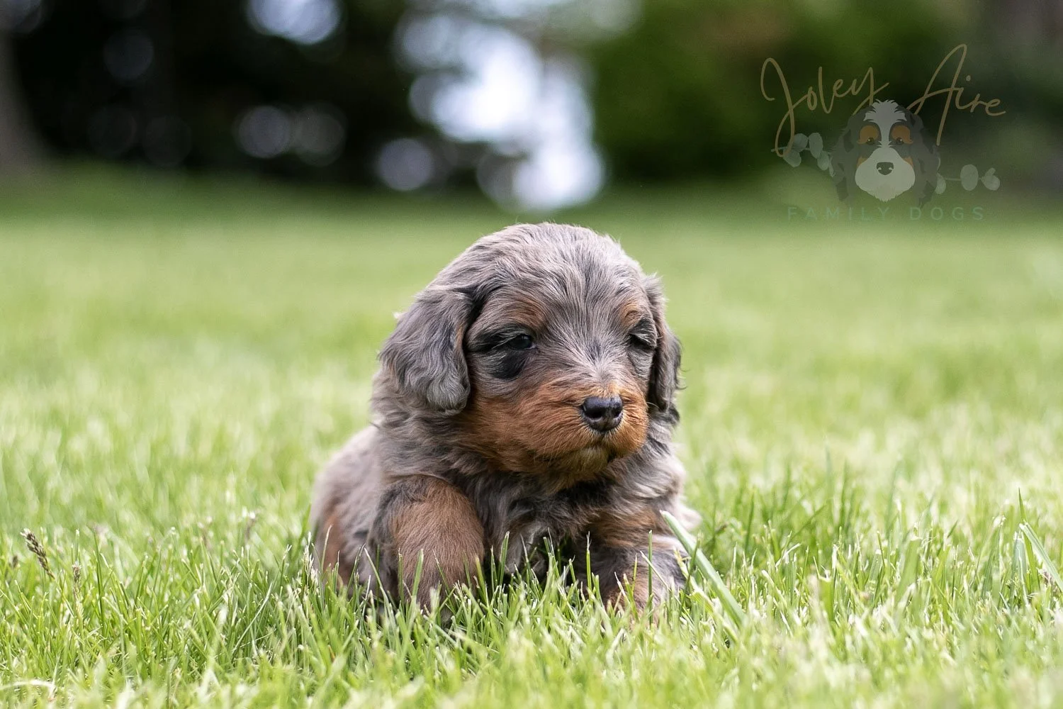 Flute Bernedoodle Puppy-27.jpg