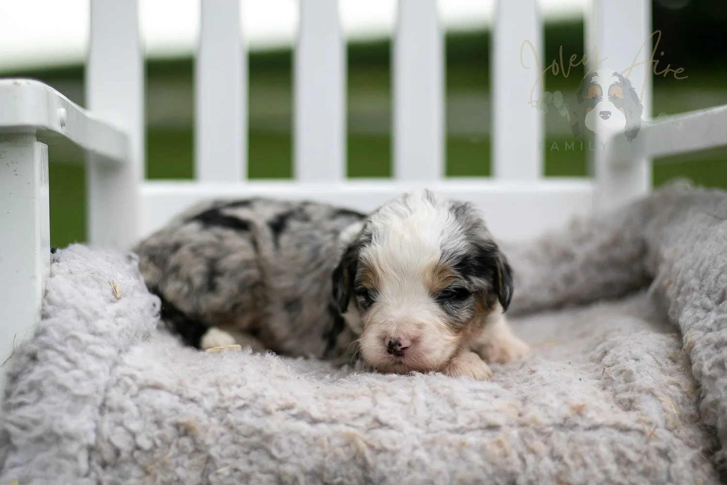 Pablo Picasso Bernedoodle Puppy-707.jpg