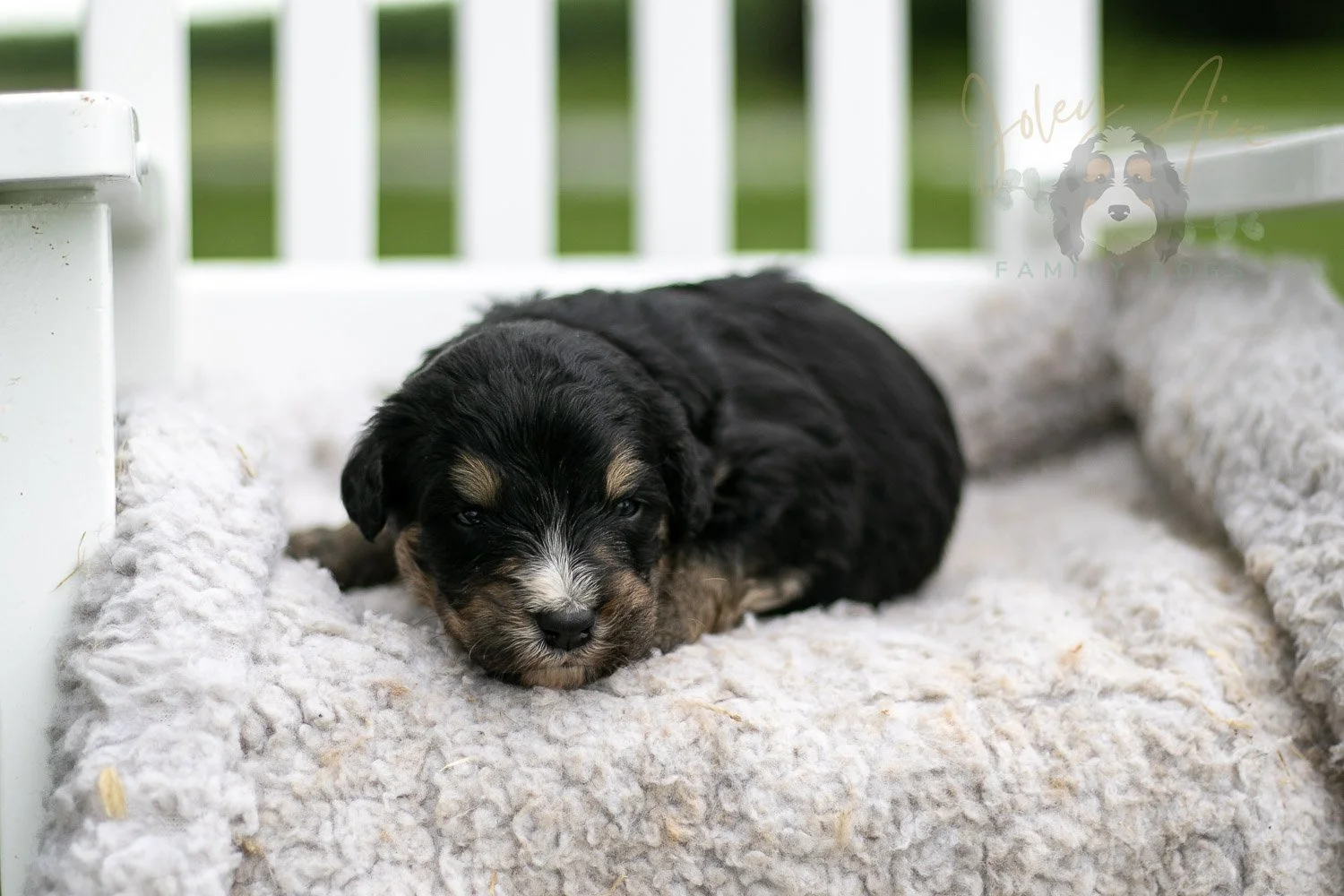 Da Vinci Bernedoodle Puppy-736.jpg