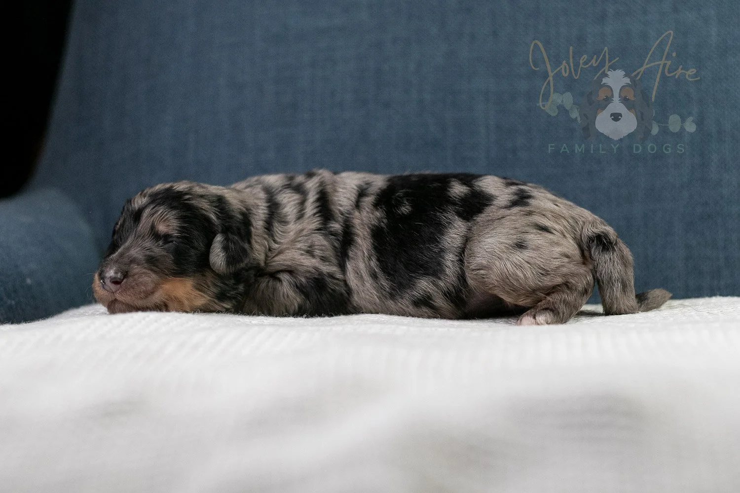 Adam Bernedoodle Puppy-41.jpg