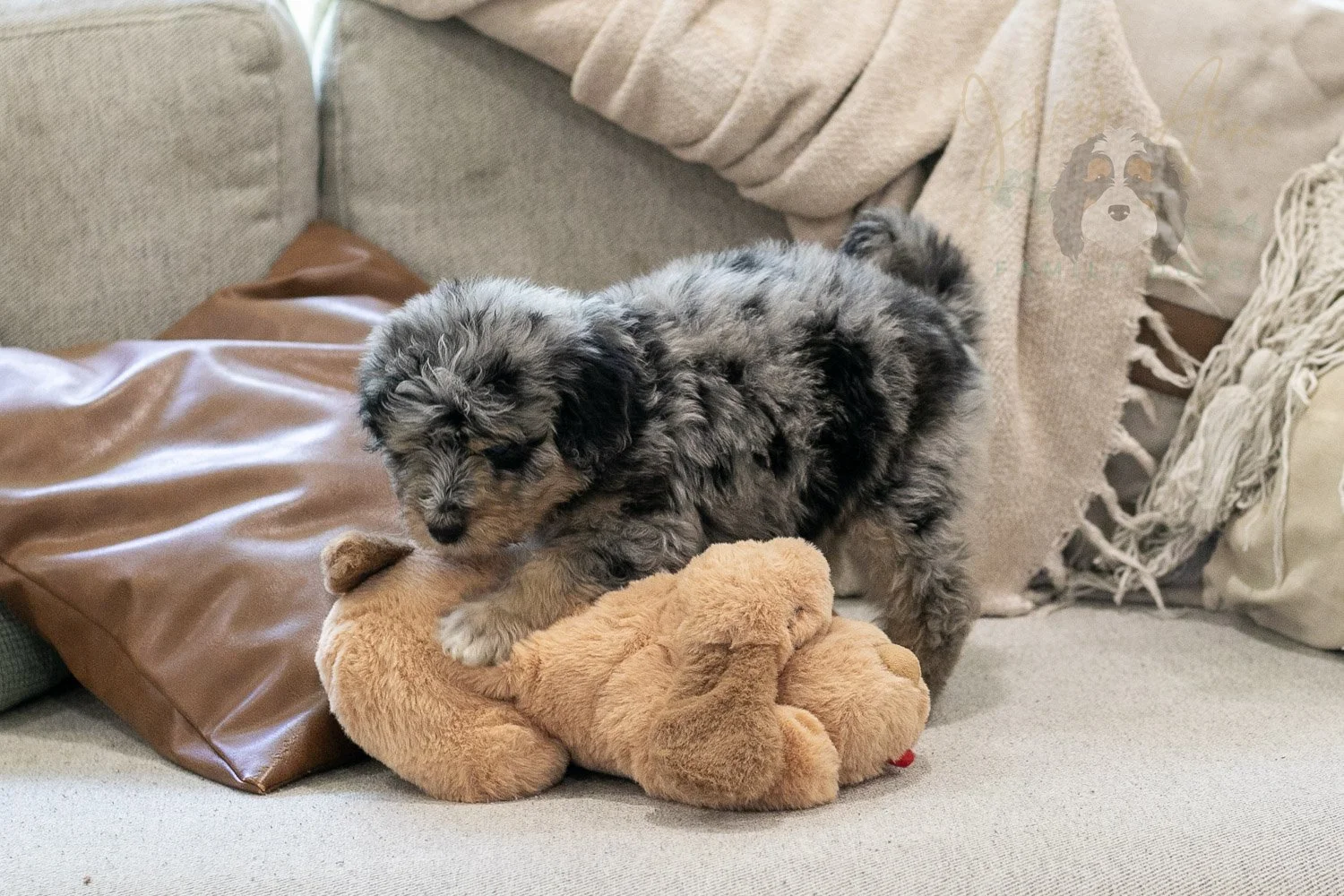 Mary Bernedoodle Puppy-311.jpg