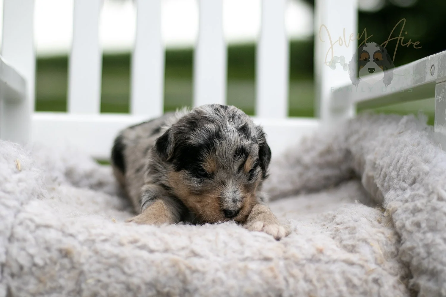 Mary Cassatt Bernedoodle Puppy-668.jpg