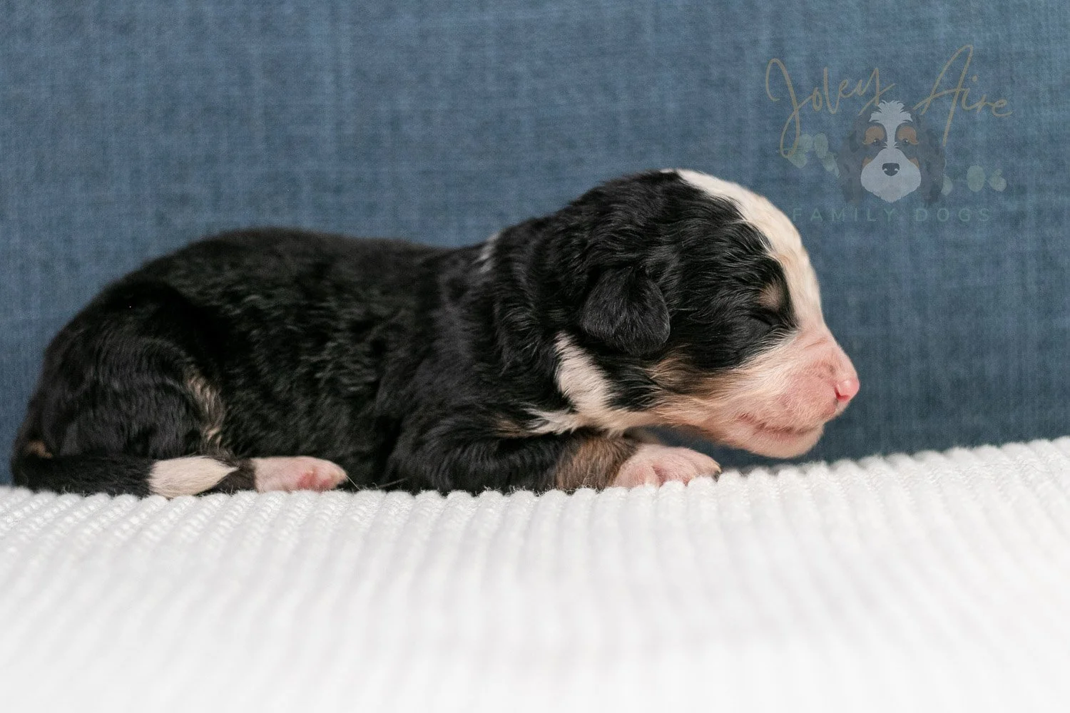Archer Bernedoodle Puppy-75.jpg